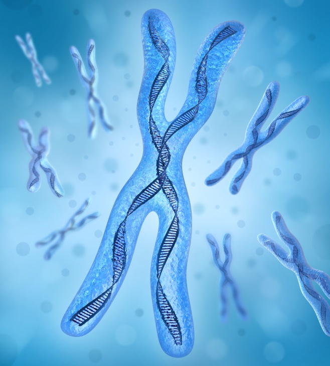 Telomeres, Mitochondria, and Healthy Longevity